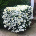 Gardenia Tree Live Plant, Hardy Daisy Gardenia, Fragrant White Flowering Tree Shrub, 2.5 Inch Pot, Zones 6-10