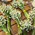 Lily of The Valley Plant Live, 6 Pips Fragrant White Lily Flowers, Lilies of The Valley Perennial for Planting Outdoors