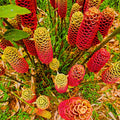6 Red Shampoo Ginger Roots Fresh Awapuhi Zerumbet Zingiber Ginger Plants Oudoor Growing, Pinecone Lily Ginger Flowers, Cold Hardy
