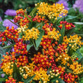 2 Random Mix Milkweed Plants Live Butterfly Asclepias Tuberosa, Wildflowers Perennial Bush, Swamp Common Plant, 5-9" in Tall, No Pot