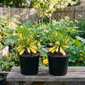 2 Summer Squash Plants Live 4'' Pot, Edible Squash Plant for Raised Beds, Patio Containers or Outdoor Growing, 2 Plants per Pot