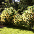Honeysuckle Live Plant, Fragrant Honeysuckle Vines, Perennial Lonicera Bush for Outdoor Garden 3-6 Inches (Yellow)