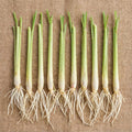 8 Lemongrass Plants Stalks Herb Size 5-9" in Tall, Perennial Lemon Grass Plant, Well Rooted for Planting Indoor Outdoor, No Pot