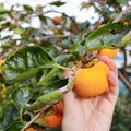 Chocolate Persimmon Live Plant, Hardy Fruit Trees, 2 Ft Tall
