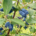 2 Live Haskap Honeyberry Plant 4–8" Tall, Hardy Blue Honeyberry Plant, Edible Berry Shrub for Garden and Landscape, No Pot