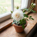 White Mini Rose Plant Live in 4 Inch Pot, Miniature Rose Flower Plant for Indoor Outdoor Garden, Patio and Home Decor, 4-6 Inches