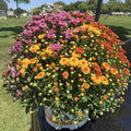 2 Assorted Chrysanthemum Plants Live, Vibrant Mum Flower Plants for Garden Landscape from 5 Inc Long