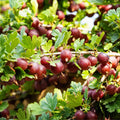 Jeanne Gooseberry Live Plant 5-7 Inch Starter in Soil, No Pot - Sweet Red Gooseberry Fruit Shrub, Thornless Hardy Berry Plant for Outdoor Garden