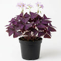 Purple Shamrock Oxalis Triangularis Plant in 4" Pot, Live Oxalis Indoor Houseplant - Easy Care Ornamental Foliage Plant