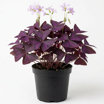 Purple Shamrock Oxalis Triangularis Plant in 4" Pot, Live Oxalis Indoor Houseplant - Easy Care Ornamental Foliage Plant