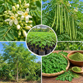 Moringa Oleifera Plant, Moringa Tree Live in Pot, 4-8 Inches Tall