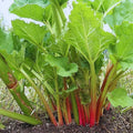 Rhubarb Plant for Planting, Rhubarb Live Plant Roots Crown, 4 to 6 Inc in Height, Perennial Vegetable Bare Root