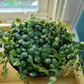 String of Turtles Live Plant, Live String of Turtles Plant, Succulents Plant Live String of Turtles, Live Plant Indoor String of Turtles, Vine Plant for Houseplant (6 Inch Potted)