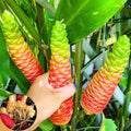 5 Shampoo Ginger Rhizomes, Live Awapuhi Ginger Roots for Planting, Zingiber Zerumbet Pinecone Ginger