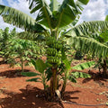Basjoo Banana Live Plant, 4-7 Inch Tall, Banana Fruit Plant, Tropical Fruit Tree in Garden, No Pot