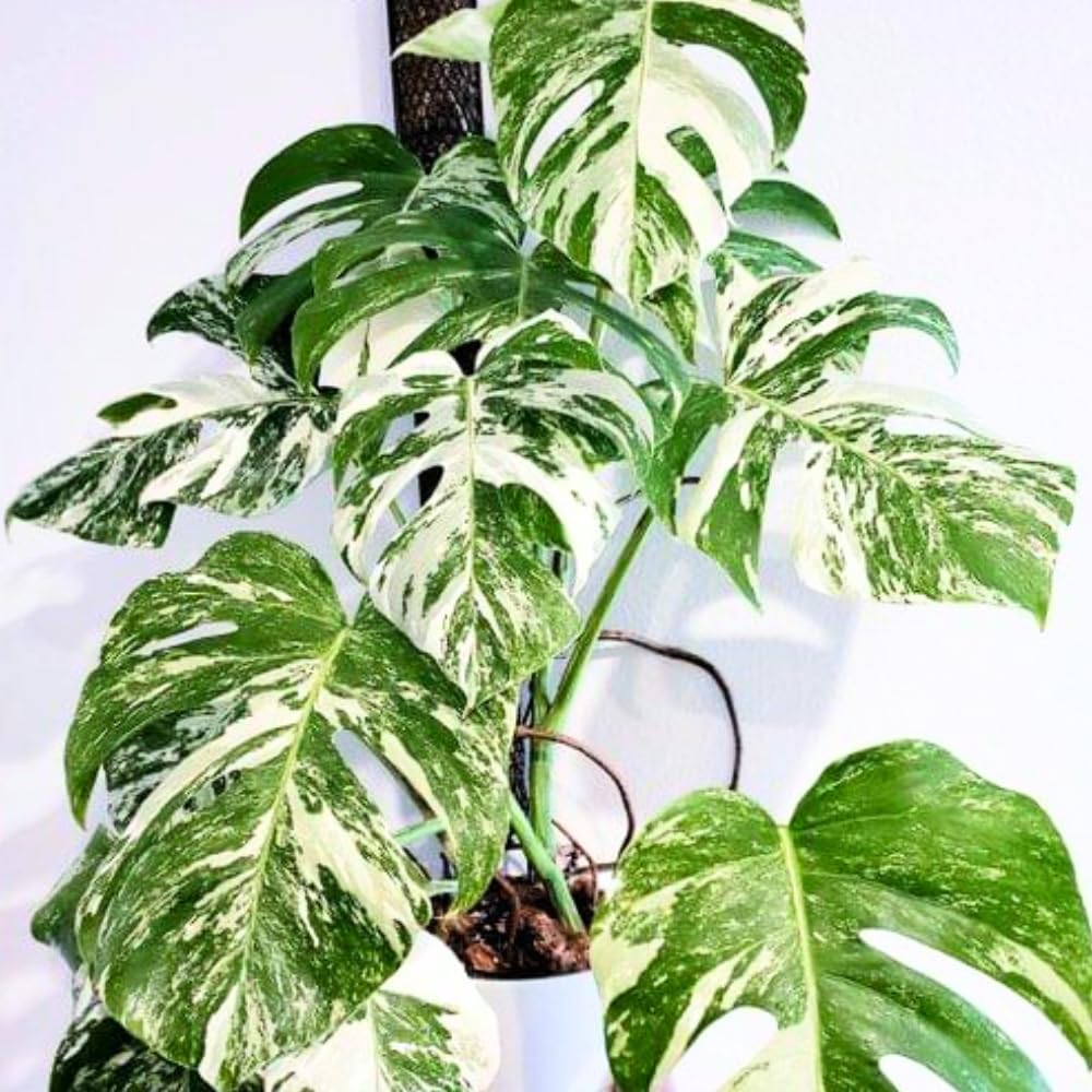 Philodendron Plant Live, Rare Tropical Variegated Live Indoor Houseplant for Home Office, 5-8" Tall, No Pot (Variegated Philodendron Monstera Constellation)