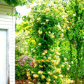 Fragrant Yellow White Climbing Honeysuckle Plant Live Vine, Lonicera Perennial Honeysuckle Plants Bushes Shrubs, 5-10 Inc Tall