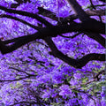 Blue Jacaranda Tree Plant Live, Jacaranda Mimosifolia Purple Flowering Tree from 6 to 10 Inc Tall