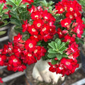 2 Mix Desert Rose Live Plant, Succulent Cactus Plant, Adenium Desert Rose Plant Live, Colorful Bonsai Tree, 4 to 8 Inches Tall