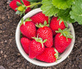 Pack 12 Strawberry Plant Live for Planting Outdoors, Edible Fruits, Large Sweet Fruit, Strawberry Bareroots for Garden, Everbearing Strawberry Plants