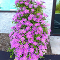 Clematis Vine Plants Live in Pot, 8 Months Old Seedlings Climbing Flowering, Outdoor Trellis Fences, Cold Hardy (Light Pink Clematis)