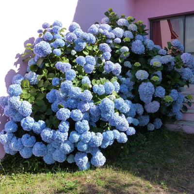 6"-1 Feet Blue to Pink Hydrangea Bush Plant Tree Live Shrub, Dormant, Starter Plant, Change Color, Cold Hardy Variety