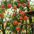 Honey Crisp Apple Tree Live Plant 6-10" Tall