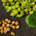 Hardy Hazelnut Tree Plant Live Bare Root 1-2 Feet Tall