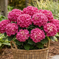 Blue Hydrangea Flower Live Plant, Cold Hardy Flowering Shrub, 1-1.5 Ft Tall