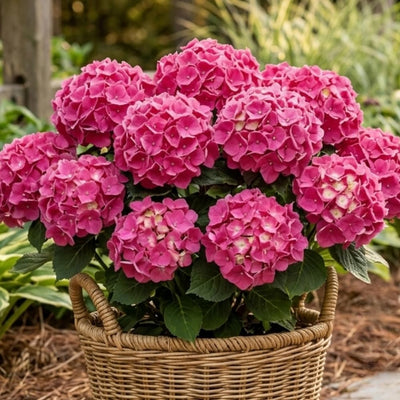 Blue Hydrangea Flower Live Plant, Cold Hardy Flowering Shrub, 1-1.5 Ft Tall