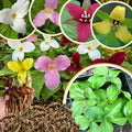 10 Assorted Trillium Bulbs, Perennial Flower Bulbs, Trillium Bulbs for Growing Outdoors Indoors