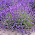 4 Lavender Plants Live Outdoor Indoor, Cold Hardy Fragrant Perennial Herb for Garden and Landscape, 4-8 Inch Tall (Phenomenal Lavender)
