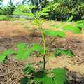 2 Moringa Drumstick Trees Plants Live, Malunggay Well-Rooted, 6 to 8 Inches Tall, Horseradish Tree, Moringa Oleifera
