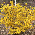 Forsythia Plant in 4 Inch Pot, 8-12 Inch Tall, Yellow Forsythia Shrub Plant Live, Forsythia Tree for Landscaping and Gardening, Well-Rooted