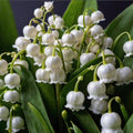 6 Pips White Lily of The Valley Roots, Perennial Lily Flower, Lily of The Valley for Outdoor Garden