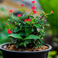 Euphorbia Milii Plant, Red Crown of Thorns Plant Live, Succulent Cactus Plant in 4 Inches Pot, Live Cactus Plant Outdoor Indoor