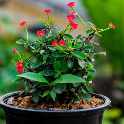 Euphorbia Milii Plant, Red Crown of Thorns Plant Live, Succulent Cactus Plant in 4 Inches Pot, Live Cactus Plant Outdoor Indoor