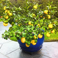 2 Starter Meyer Lemon Tree Live Plant Seedling, Small 1-2 Inches Yellow Lemon Lime Tree for Spring Planting, Very Hardy, Fragrant Citrus