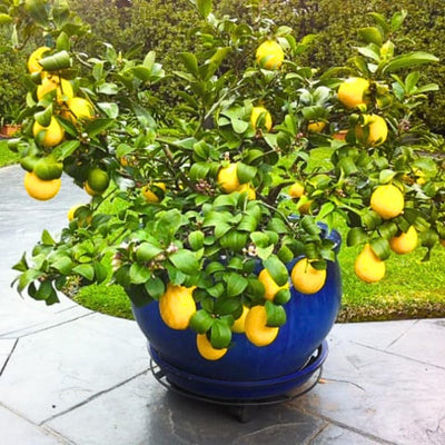 2 Starter Meyer Lemon Tree Live Plant Seedling, Small 1-2 Inches Yellow Lemon Lime Tree for Spring Planting, Very Hardy, Fragrant Citrus