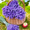 4 Light Blue Lavender Plants Live Starter Plants Plug Size 1-3" in Tall, Hardy Perennial Lavender for Garden and Landscape with Fragrant Purple Blooms, No Pot