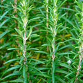 3 Rosemary Plants Live, Herb Plants, 4 to 7 Inches Tall, Rosemary Starter Plants