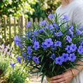 Set 6 Mexican Petunias Live Plants, Mexican Petunia Plants, Well Rooted, 5 to 7 Inc Tall, Shrub Plant Live for Growing Indoor Outdoor (Blue)