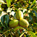 Pecan Tree Live Plant, Outdoor Garden Nut Tree, 1-1.5 Ft Tall