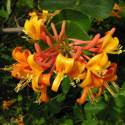 Reddish Orange Mandarin Climbing Honeysuckle Plant Live, Fragrant Honeysuckle Plants Vine Bushes in 2.5 Inch Pot