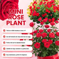 Mini Rose Plant Live, Miniature Rose Bush in 3.5" Pot, Spring Blooming Mini Rose, 4–5" Tall, Indoor Outdoor Flowering Plant for Home Garden (Red)