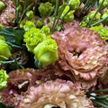 Pink Brown Eustoma Lisianthus Plants Live, Eustoma Lisianthus Live Plug, 3-5 Inches Tall, Rose Plant for Summer Fall Bloom
