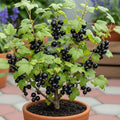 Live Currant Bush Plant Fast Growing, Ready Bear Fruit Within 1 Year - No NC, WV, NH, 6-14" Tall, Great for Backyard or Orchard Growing, Currant Plant (Black)