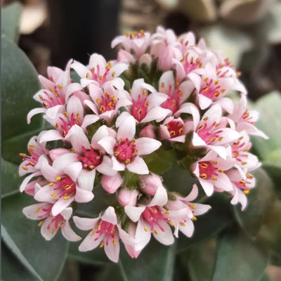 Crassula Springtime Live Planting Indoor, Rare Succulent Plant Fully Rooted in 2 Inc Pot
