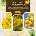 Forsythia Plant Live, Lynwood Forsythia Bush Live Plant in 4 Inches Pot, Yellow Flowering Shrub for Outdoor Garden, 4 to 7 Inches Tall