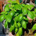 10 Sweet Basil Plants Live per Pot, Live Basil Plants from 4Inc Tall, Herb Plant Garden